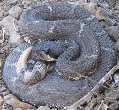 Northern Pacific Rattlesnake